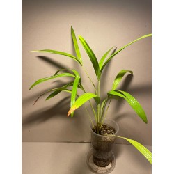 Livistona benthamii 'Golden'