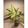Livistona benthamii 'Golden'