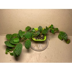 Aeschynanthus longicaulis. Toataimed. Taimepood.