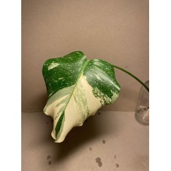 Monstera deliciosa 'Thai Constellation'