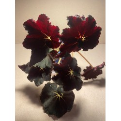 Begonia 'Dark Mambo'