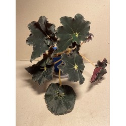 Begonia 'Dark Mambo'