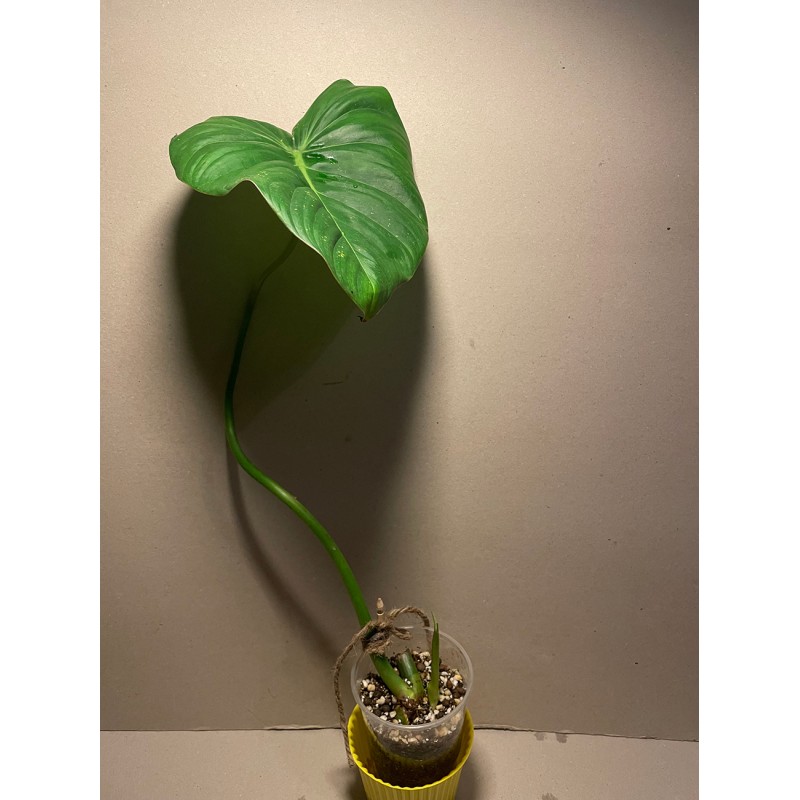 Philodendron 'Dean McDowell'