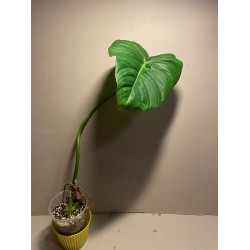 Philodendron 'Dean McDowell'