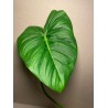 Philodendron 'Dean McDowell'