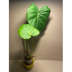 Philodendron 'Dean McDowell'