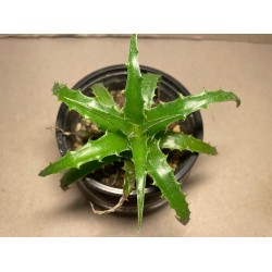 Hechtia sp.