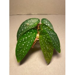 Begonia maculata. Toataimed. Taimepood.