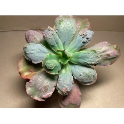 Echeveria 'Linguas'. Sukulendid. Taimepood.