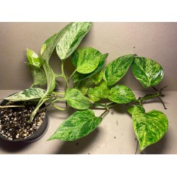 Epipremnum aureum 'Marble Queen'. Toataimed. Taimepood.