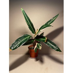 Taimepood. Stromanthe sanguinea 'Triostar'