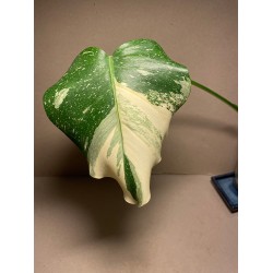 Monstera deliciosa 'Thai Constellation'