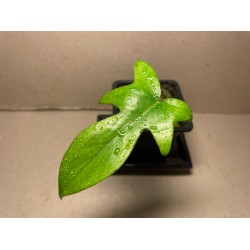 Philodendron 'Florida Ghost'