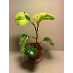 Peperomia obtusifolia marble