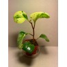 Peperomia obtusifolia marble