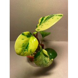 Peperomia obtusifolia marble