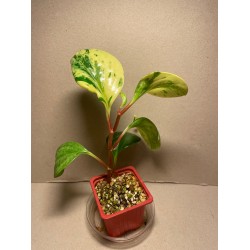 Peperomia obtusifolia marble