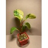 Peperomia obtusifolia marble