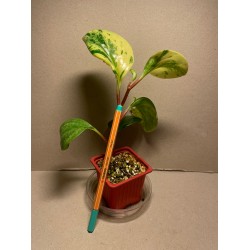 Peperomia obtusifolia marble