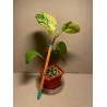 Peperomia obtusifolia marble
