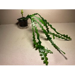 Disocactus anguliger