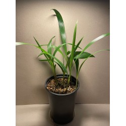 Beccariophoenix alfredii