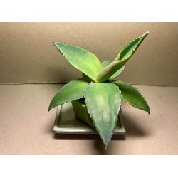 Agave guiengola. Agaavid. Taimepood.