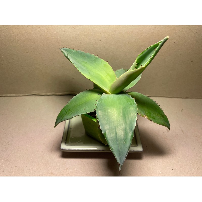 Agave guiengola. Agaavid. Taimepood.