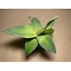 Agave guiengola. Agaavid. Taimepood.