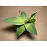 Agave guiengola. Agaavid. Taimepood.