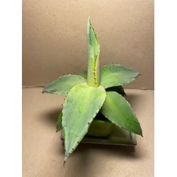 Agave guiengola. Agaavid. Taimepood.