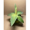 Agave guiengola. Agaavid. Taimepood.