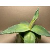 Agave guiengola. Agaavid. Taimepood.