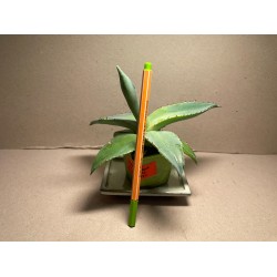 Agave guiengola. Agaavid. Taimepood.