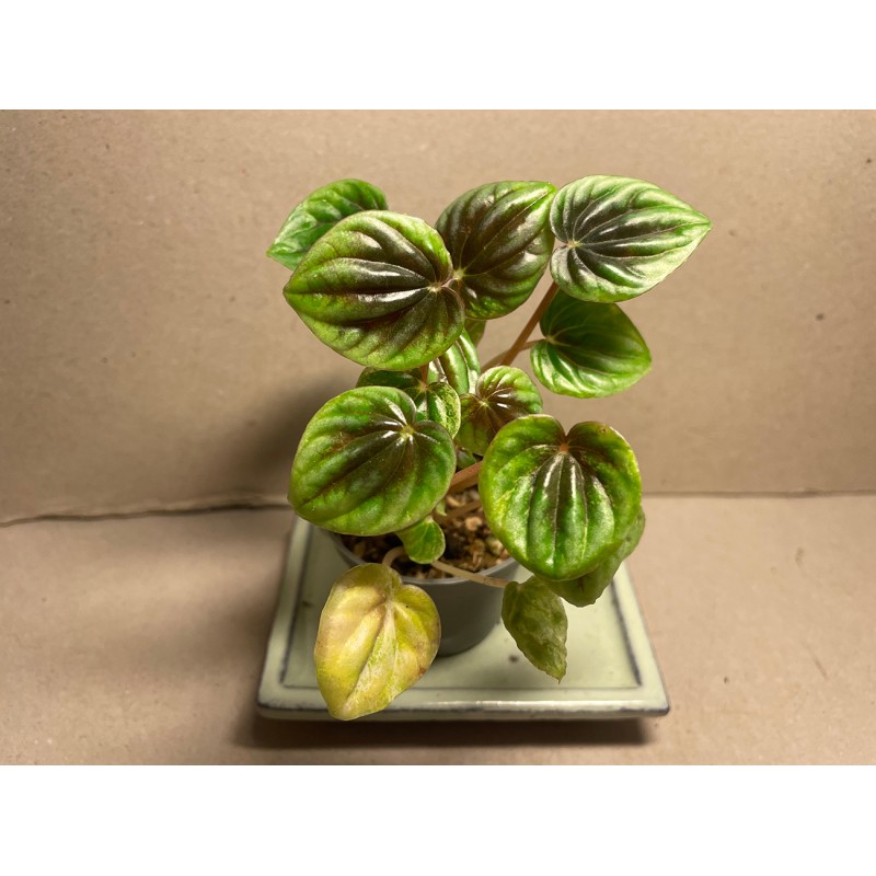 Peperomia caperata 'Buenos Aires'. Toataimed. Taimepood.