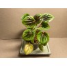 Peperomia caperata 'Buenos Aires'. Toataimed. Taimepood.