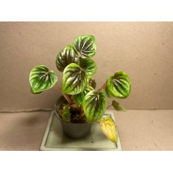 Peperomia caperata 'Buenos Aires'. Toataimed. Taimepood.