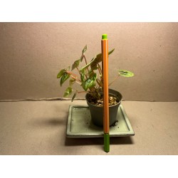 Peperomia caperata 'Buenos Aires'. Toataimed. Taimepood.