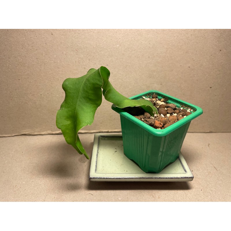 Epiphyllum hookeri ssp. guatemalense f. monstrose