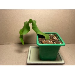 Epiphyllum hookeri ssp. guatemalense f. monstrose