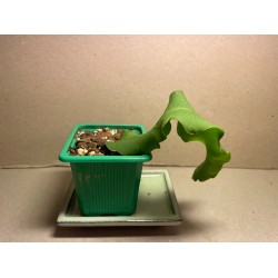 Epiphyllum hookeri ssp. guatemalense f. monstrose