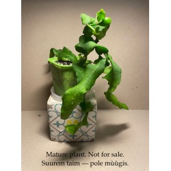 Epiphyllum hookeri ssp. guatemalense f. monstrose