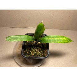 Licuala mattanensis var. paucisecta 'Mapu'