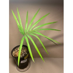 Cycas petraea