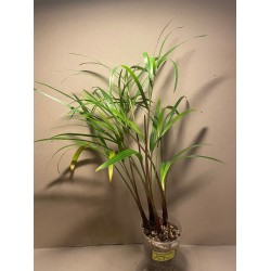 Chrysalidocarpus decaryi. Palmid. Taimepood.