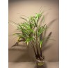 Chrysalidocarpus decaryi. Palmid. Taimepood.