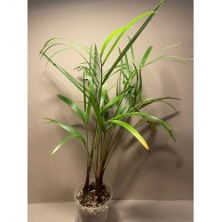 Chrysalidocarpus decaryi. Palmid. Taimepood.