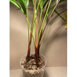 Chrysalidocarpus decaryi. Palmid. Taimepood.