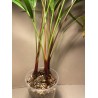 Chrysalidocarpus decaryi. Palmid. Taimepood.