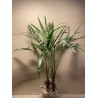 Chrysalidocarpus decaryi. Palmid. Taimepood.